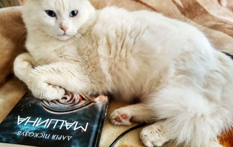 Коти Дому та їхні улюблені книги
